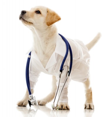 dog with stethoscope